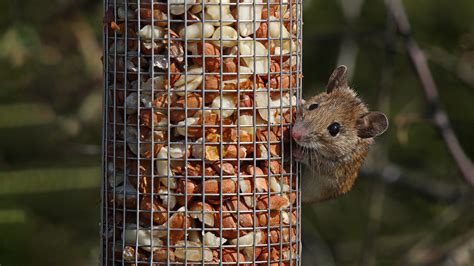 how to keep rats out of skid steer loader|Mice .